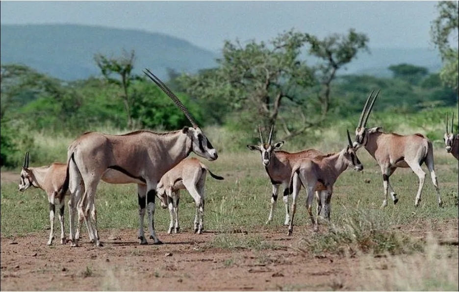 National Parks & Wildlife