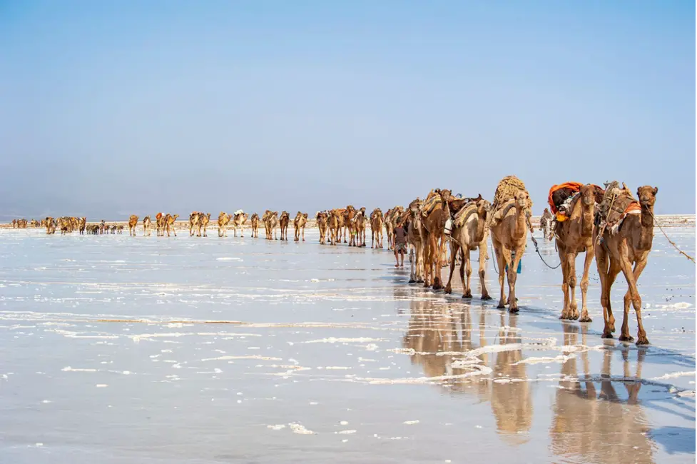 Following White Gold: Salt, Caravans & Lake Asale