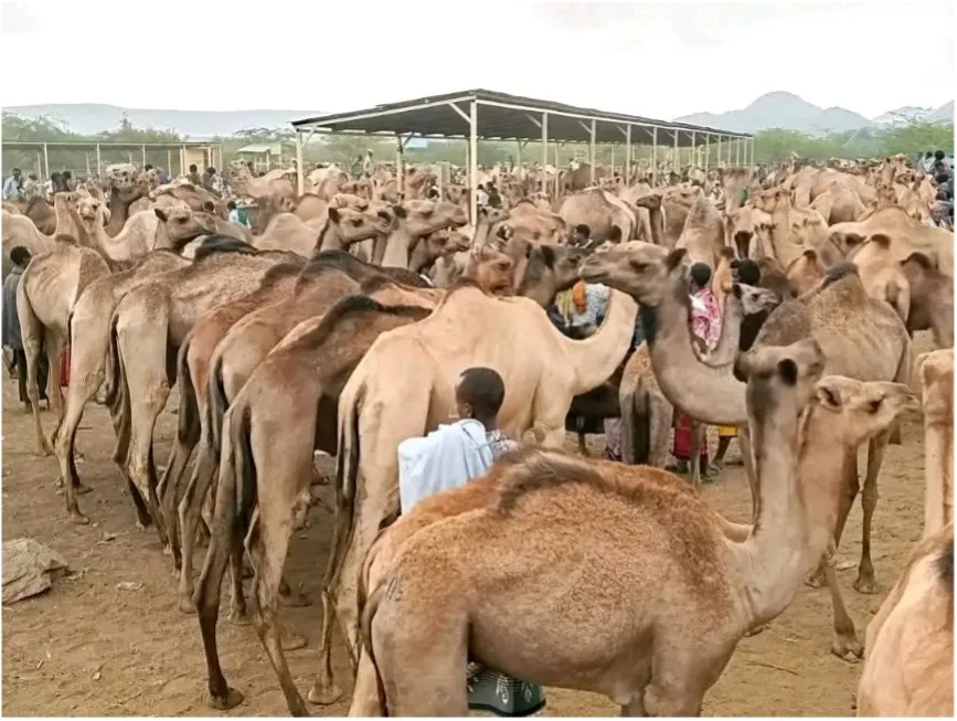 Camels gathered for trade at Yallo Market